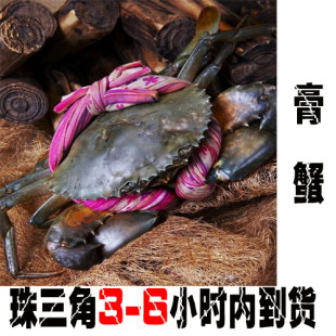  新鲜海鲜活鲜膏蟹 螃蟹 广州3小时到货水产