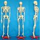 人体骨骼模型 人体模型 人体模特模型