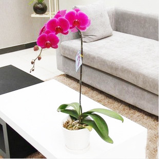 绿植盆栽高档花卉 蝴蝶兰花苗 居家植物 净化空气