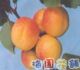 早熟杏树苗3年苗30一棵