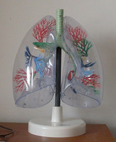 透明肺段模型,-型肺解剖展示示教模型肺段模型