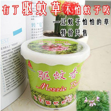 夏必备 蚊子怕怕%盆式精装驱蚊草 驱蚊香草 迷你香草 迷你植物