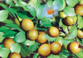 手工皂\冷制皂\100%植物基础油-苦茶油,野生山茶油500ML|msdalam kategori Beauty/badan/minyak pati, minyak pati aromaterapi, minyak asas - dari Buy2taobao.com untuk memberikan perkhidmatan ejen Taobao profesional membeli