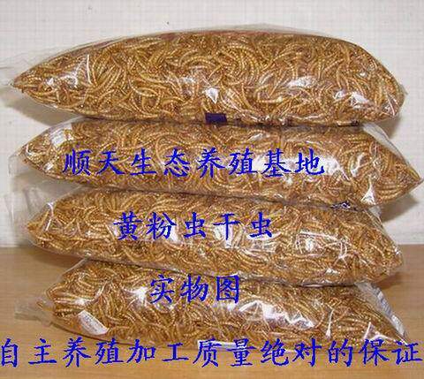 黄粉虫干品黄粉虫（面包虫）干品八哥鹩哥画眉最爱