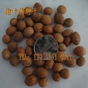 出售榆叶梅种子 蔷薇种子 榆梅、小桃红、榆叶鸾枝 20元/斤