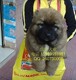 狼青色的高加索 家畜看护犬