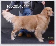 、香侬犬业 专业宠物配种服务 金毛配狗泰迪配种 借配 北京可上门