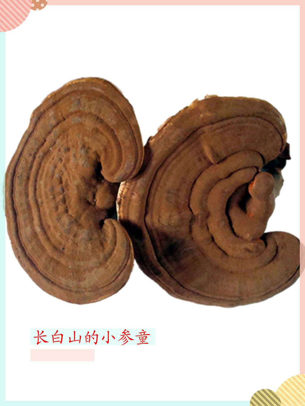 長白山靈芝赤芝 帶孢子粉靈芝 野生環境靈芝東北特産在類目 傳統滋補營養品, 靈芝, 整枝靈芝中 - 來自Buy2taobao.com提供專業的淘寶代購服務