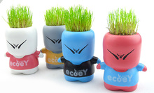 DIY淘气郎青草种植蓝脸/红脸/白脸/灰脸/办公植物