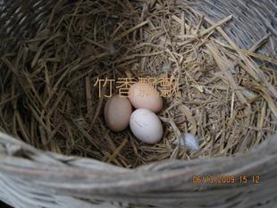  江西农家深山土鸡蛋,自家养的,草鸡蛋，柴鸡蛋，无公害    1个