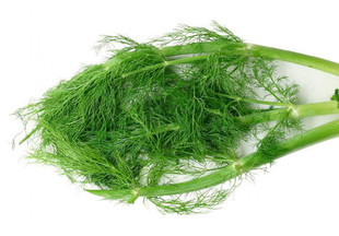  天地生精品蔬菜 茴香500g 北京满百包邮