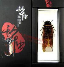 【千年虫】水晶琥珀昆虫标本 大金蝉 大书镇/镇纸