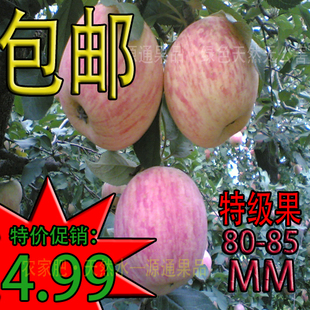 烟台苹果 新鲜 水果 栖霞 红富士 苹果 产地直销批发 脆甜汁多