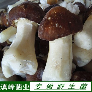 新鲜姬松茸新菌冰冻赤松茸云南丽江土特产蘑菇 口感脆嫩鲜香十足