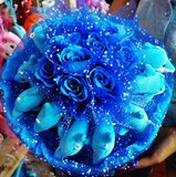 ���˽�Ů��ʥ�����������ﴴ����Ʒ�������Ů��11ֻ���࿨ͨ����