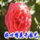 出售多花藤本月季 美利坚 花型美
