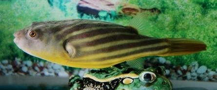 观赏鱼热带鱼汽水鱼河豚鱼潜水艇炸弹鱼气泡鱼