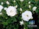 爬藤玫瑰 含羞白玫瑰 玫瑰中的精品