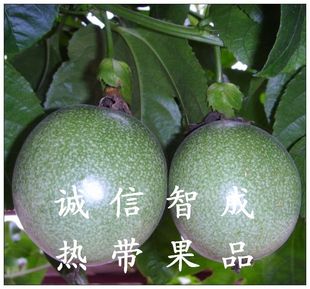  广西特产 新鲜水果 紫香一号 百香果 美容塑身 5斤装