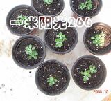 90摔不坏小花盆] 1只 育苗移植专用双色花盆塑料花盆