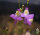 食虫植物-短梗挖耳草