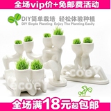 皇冠推荐 新品X恋人魔草植物--(爱恋) 盆栽 植物 110g