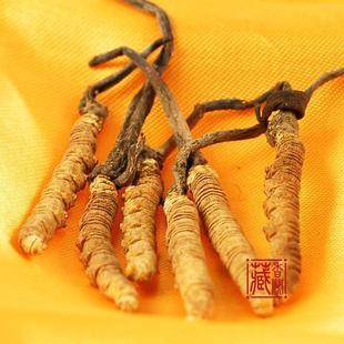  藏香阁 同仁堂那曲冬虫夏草礼盒西藏直销 1.8条/1克 正品虫草王