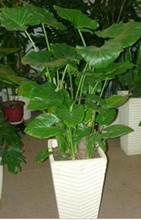 深圳绿色植物批发 绿植租摆 室内植物 大型滴水观音发财树