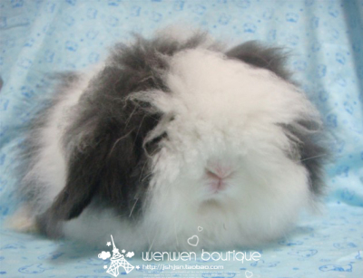 赛级长毛盖脸黑白道奇安哥拉垂耳兔包子MM(种