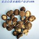 正宗野生香菇