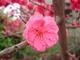紫叶重瓣红花桃
