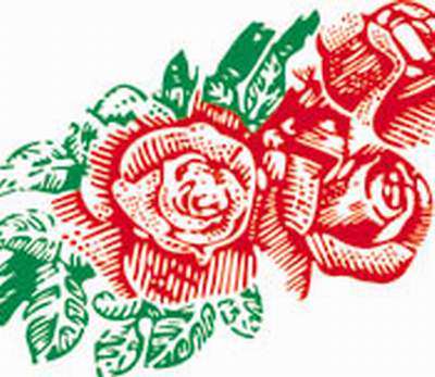 双皇冠*【美玫牌】顶级低筋面粉/低筋粉/特价500g/3元分装 A级