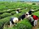 江西名茶-婺源绿茶 一级大樟公山手工有机绿茶