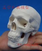 精致缩小型人体头骨 骷髅头 头骨模型，头颅模型，小头骨