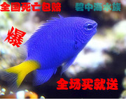 海水鱼活体珊瑚观赏鱼小鱼黃尾蓝魔青么三点白金丝雀