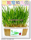 双冠实体店*路加宠物.特价水晶猫草种植套装送1500种子淘宝最低