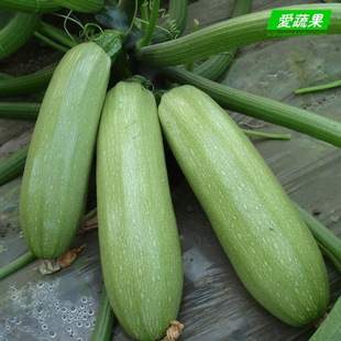  【爱蔬果】绿色食品新鲜蔬菜 西葫芦 茭瓜 白瓜北京同城