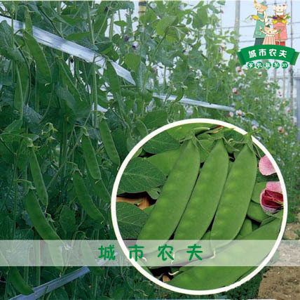 满38包邮！【丰盛荷兰豆种子】20粒分装/秋冬适播