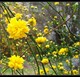 垂直花卉 绝佳阳台花卉 重瓣棣棠花 花色好看