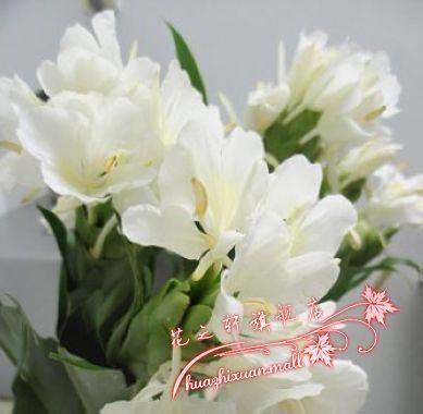 花卉/绿植盆栽,蔷薇绿化植物【青叶蔓】小叶扶