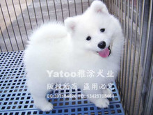 免运费▉纯种萨摩耶--美丽高贵微笑犬▉五钻信誉支持支付宝