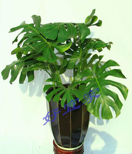 新貨 龜背竹 綠植 室內盆栽 淨化空氣吸甲醛植物 防輻射好在類目 鮮花速遞/花卉仿真/綠植園藝, 花卉/綠植盆栽(新), 綠植中 - 來自Buy2taobao.com提供專業的淘寶代購服務