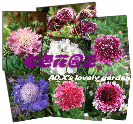 包快递送赠品/66包花种子包邮/新手易种春秋播/阳台盆栽花卉套餐