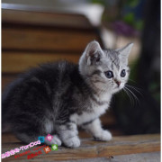 赛级美国短毛猫宠物猫活体幼猫家养美短银虎斑标斑加白猫纯种猫e