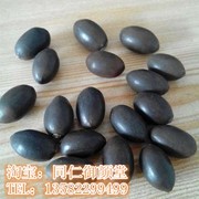 天然铁莲子菩提子散珠单颗约10*16diy饰品佛珠配件初步抛光