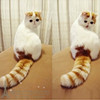 赛级宠物猫异短加菲猫活体幼猫纯种加菲猫异国短毛猫幼猫红小胖p