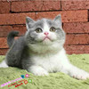 出售英短蓝猫宠物猫纯种英国短毛猫英短蓝白立耳折耳活体幼猫o