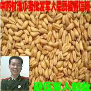 中药材淮小麦怀小麦500克5元一斤可磨粉浮小麦大枣