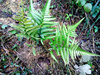 原生 稀有蕨类 假异鳞毛蕨绿色植物盆栽水陆缸生态缸造景素材花卉