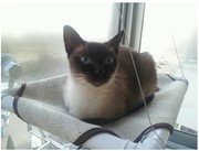 坚实耐用宠物猫吊床猫床猫窝玻璃吸盘窗台专用大号猫玩具